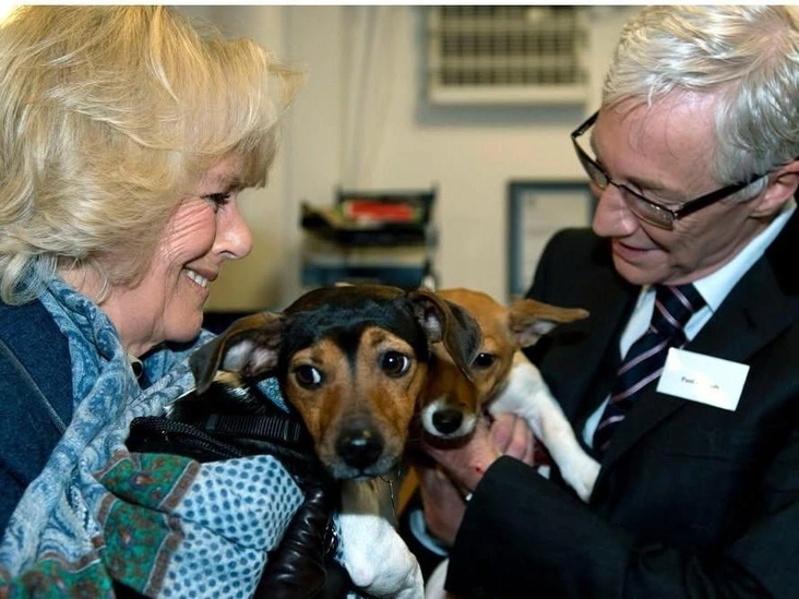 Источник: Королева Камилла со своими собаками Бет (слева) и Блюбелл (справа) с Полом О'Грэйди на встрече в приюте Баттерси, 2022 год