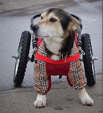Джек