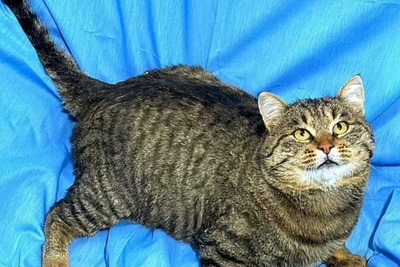 Irkutsk Seeks Home for Chubby Cat Tigran After Owners Die