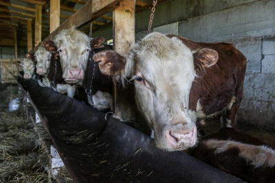Опасную инфекцию животных нашли в Нижегородской области