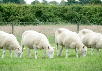 На примере «сестер» овечки Долли доказана безопасность клонирования