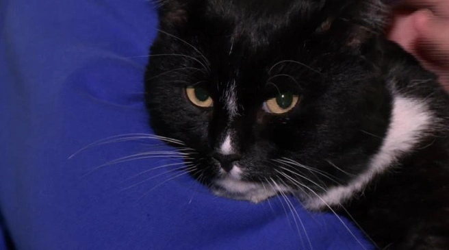 Животных подкармливают сотрудники | Источник: zdrav.nso.ru