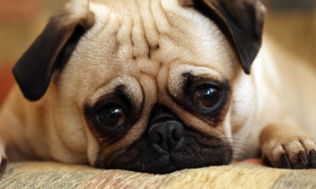 Почему европейцам запретили заводить собак: одна печальная причина