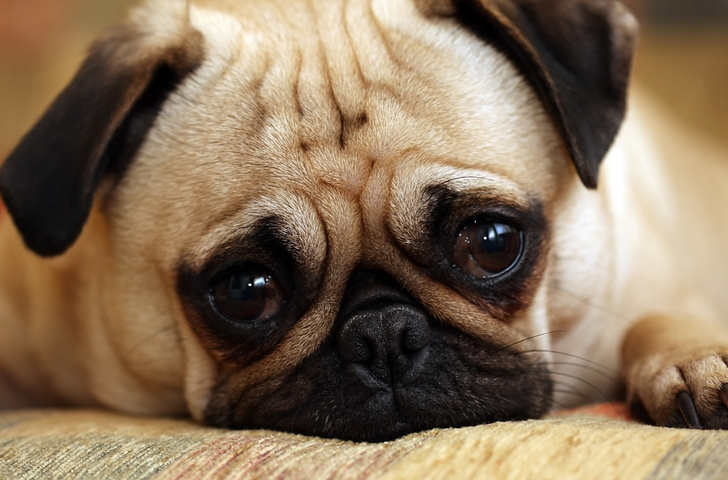 Почему европейцам запретили заводить собак: одна печальная причина