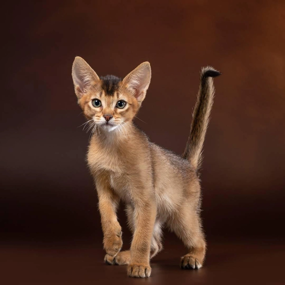 Котенок из питомника Mindal flame | Источник: kotomir.com