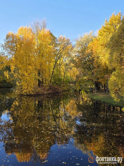 Последнюю золотую осень поймали в Московском парке Победы | Источник: читательница «Фонтанки» Елена