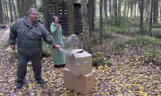 С перьями и настороженностью к людям. В Ленобласти вылечили и выпустили на волю четырех сов и лису | Источник: Telegram-канал главы Росприроднадзора Светланы Радионовой