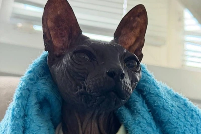 Irkutsk Shelter Seeks Home for Abandoned Sphynx Cat
