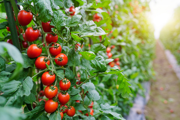 10 фактов о помидорах