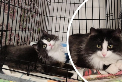 Affectionate kitten Marcel needs a home in Novosibirsk