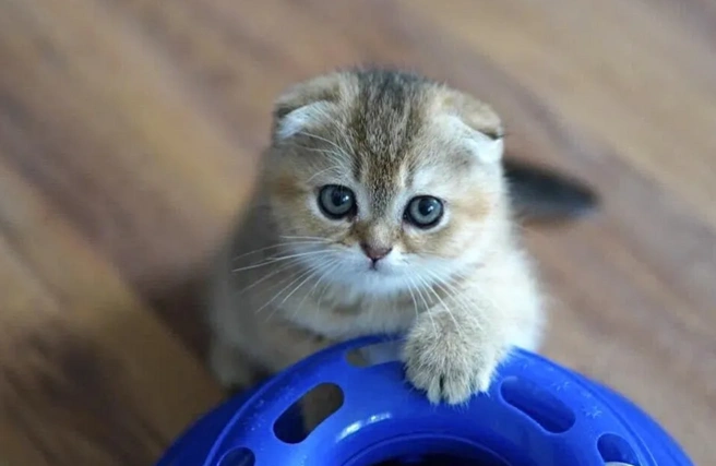 Такой миловидный котенок обойдется в 19 тысяч  | Источник: Avito.ru