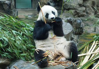 Пекинская панда дегустирует бамбук