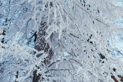 Central Russia to See Warming, Then Frosts