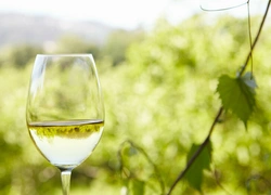 Зеленое вино: что такое Vinho Verde и почему оно такое редкое (у нас)