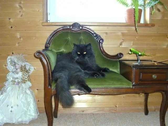 Кошка, которая будто рождена для того, чтобы спать в царских покоях. Имя в опросе — Татьяна | Источник: Татьяна