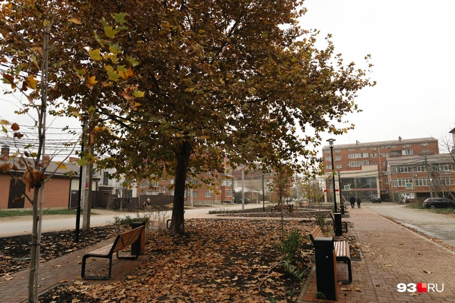 На территории бульвара появилось несколько саженцев | Источник: Дарья Паращенко / 93.RU