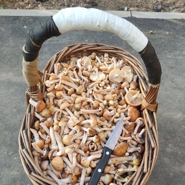 Источник: Елена Луговая / Грибы в Подмосковье 2025 / VK.com