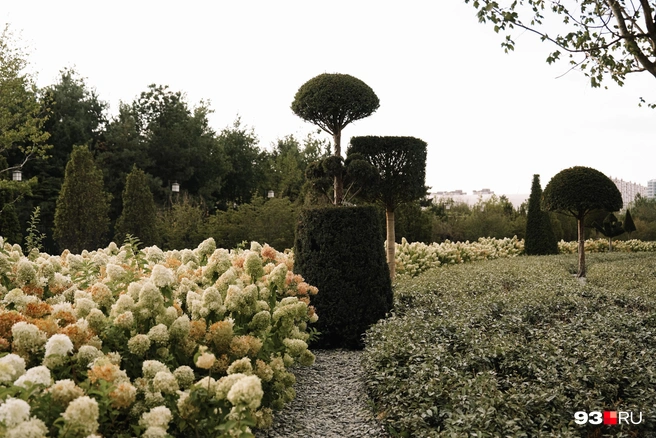 В парке тщательно следят за растениями  | Источник: Дарья Паращенко / 93.RU