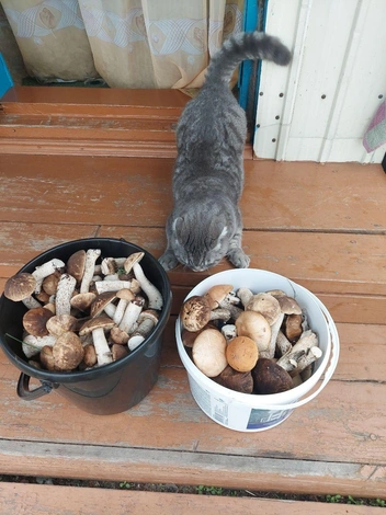 Котейка то ли в шоке от количества грибов, то ли охраняет добычу | Источник: читатель «Чита.Ру»