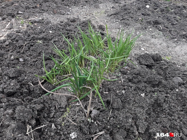 На дачах уже появляются первые всходы, а область ожидает заморозки | Источник: Сергей Петунин / 164.RU