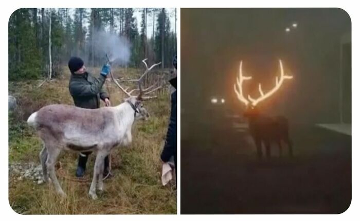 Олени-призраки со светящимися рогами — это реальность в Финляндии.