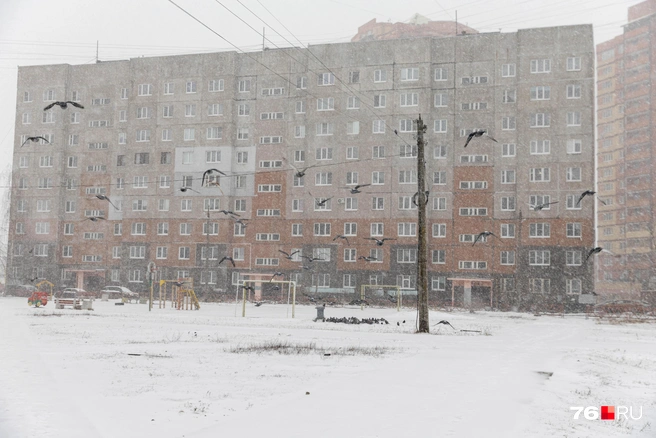 Зима в этом году с чудинкой | Источник: Артем Бауман / 76.RU