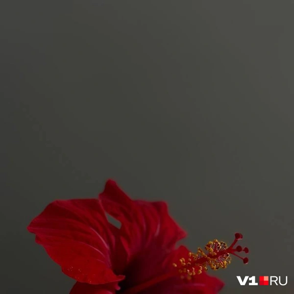 Источник: Читательница V1.RU