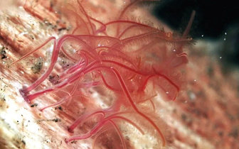 Санитары моря: как черви-зомби выживают без рта и пищеварительной системы