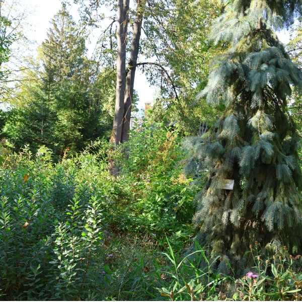 Ель Энгельмана. Однажды упала и проломила крышу дома. Хулиганка. | Источник: Екатерина Кикина