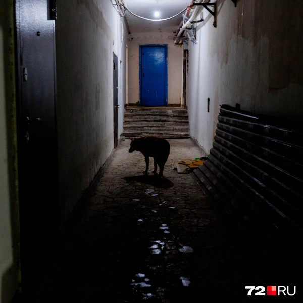 Источник: Ирина Шарова / 72.RU