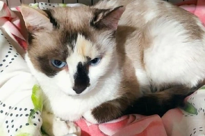 Кошка Снежи с голубыми глазами ждет хозяина в Новосибирске