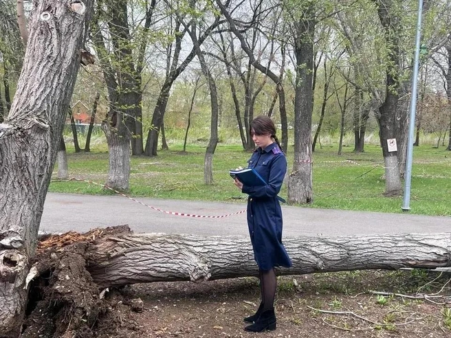 Упавшее дерево убило девочку в Самаре | Источник: Следком-Самара