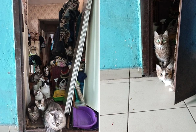 В квартире пенсионерки, по словам соседей, появляется все больше и больше кошек | Источник: Предоставила читательница НГС Екатерина