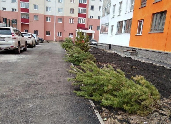 На Дагестанской с корнем вырвало саженцы деревьев | Источник: Ufacity.info
