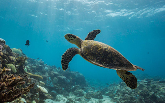 Глубже подводных лодок: какой рекорд по нырянию поставила черепаха в Тихом океане?