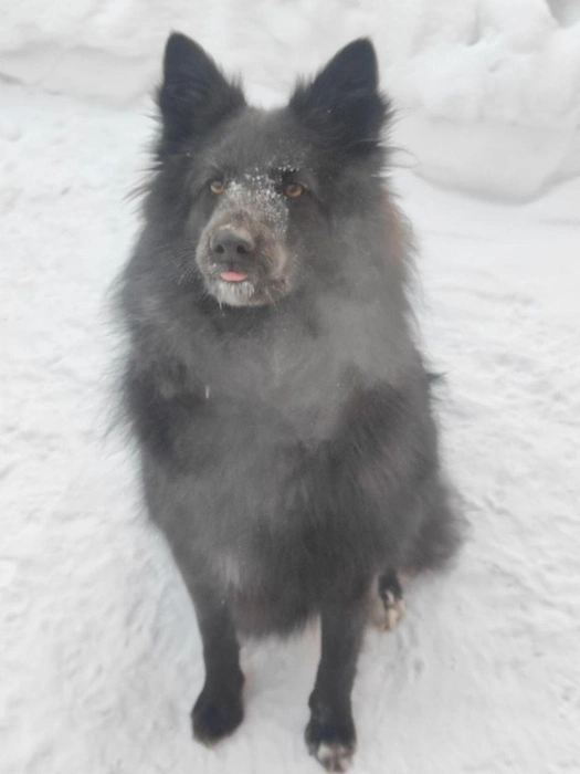 Этот пес также решил порезвиться в снегу, несмотря на сильный мороз | Источник: читательница НГС Наталья