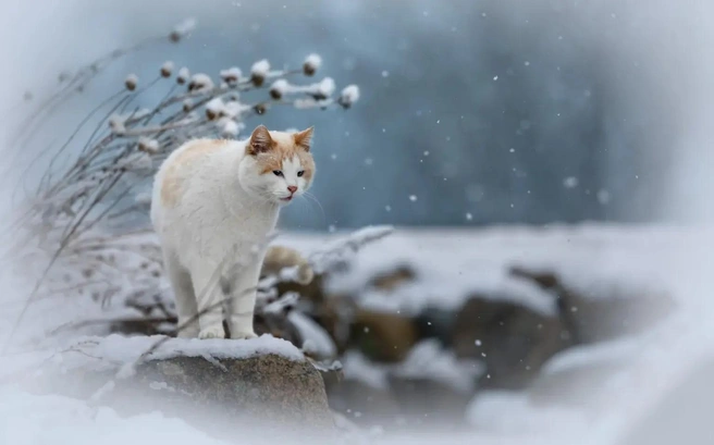 Финалист в номинации «Портрет кошки» | Источник: Betty Brodie / Pet Photography Awards 2026