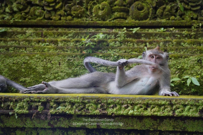 Источник: Delphine Casimir / Comedy Wildlife Photo Awards