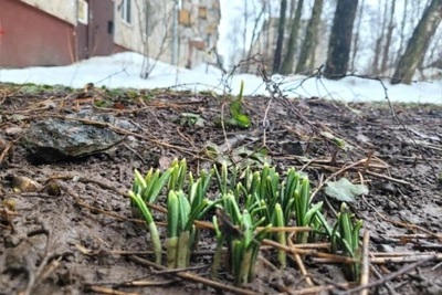 В Петербурге зацвели первые подснежники