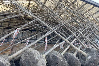 Ясени, клёны и сосны: в Благовещенске посадят 158 крупномеров