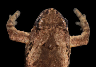 В Таиланде найдена крошечная лягушка с голосом кузнечика