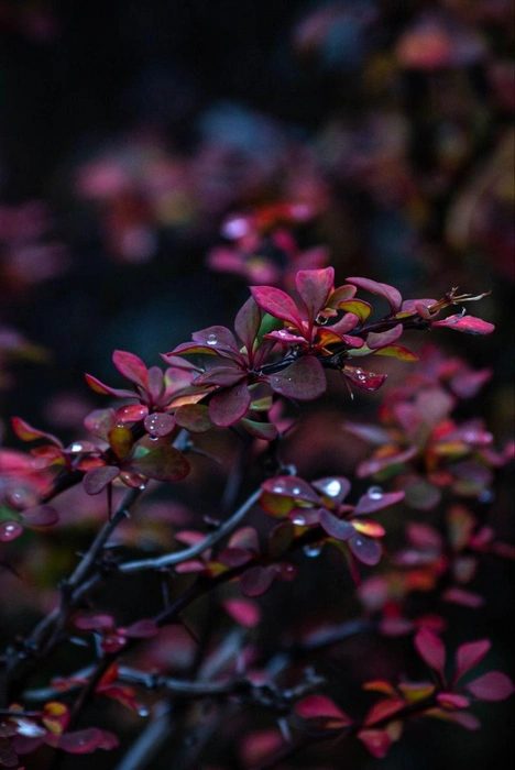 Еще никогда капли воды не выглядели такими живыми | Источник: Алексей Сапицкий 