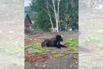 На Камчатке ищут водителя, сбившего собаку