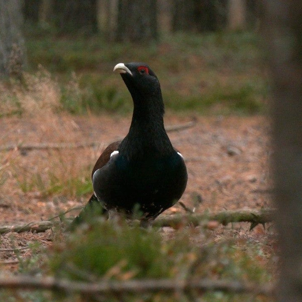 Источник: Павел Глазков / «Каждой твари по паре» 