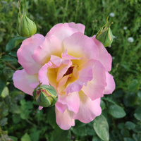 Аватарка Василиска