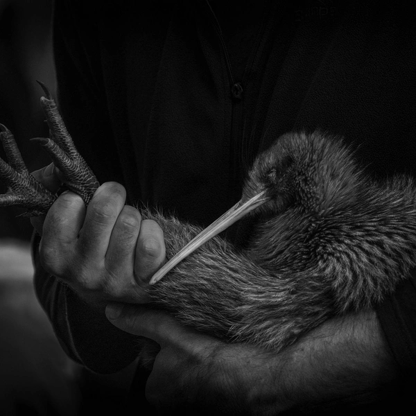Второе место в номинации «Человек и природа» | Источник: Tony Stoddard / Oceania Photo Contest 2025