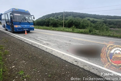 Автобус сбил медведя на трассе к Милькову