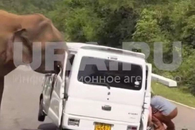 Посольство РФ о нападении слона на туристов из Казани