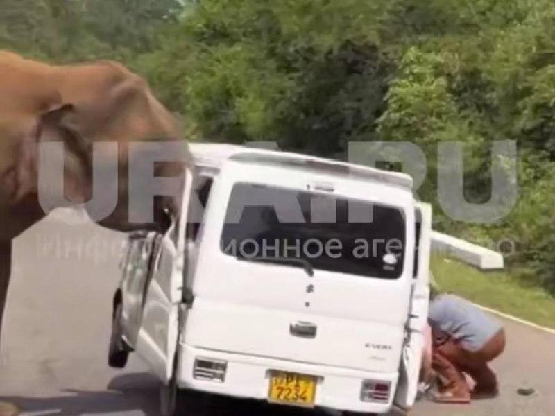 Посольство прокомментировало нападение слона на машину с казанскими туристами на Шри-Ланке