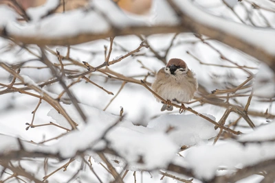 Погода в Приморье: от −26 °C до +5 °C за три дня